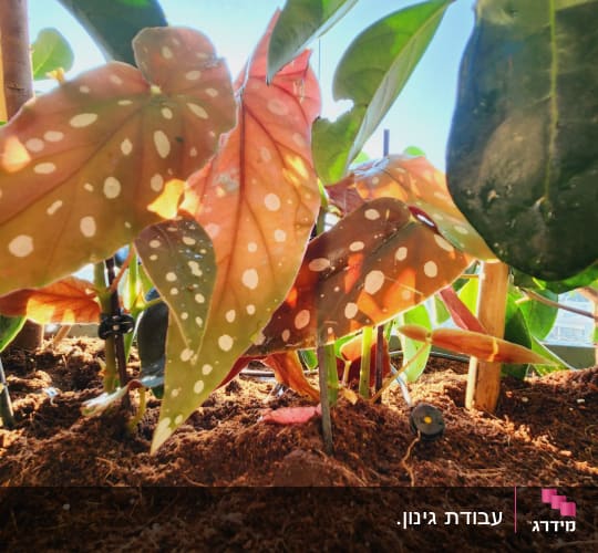 עלים מנוקדים באדמה לחה עם מערכת השקיה